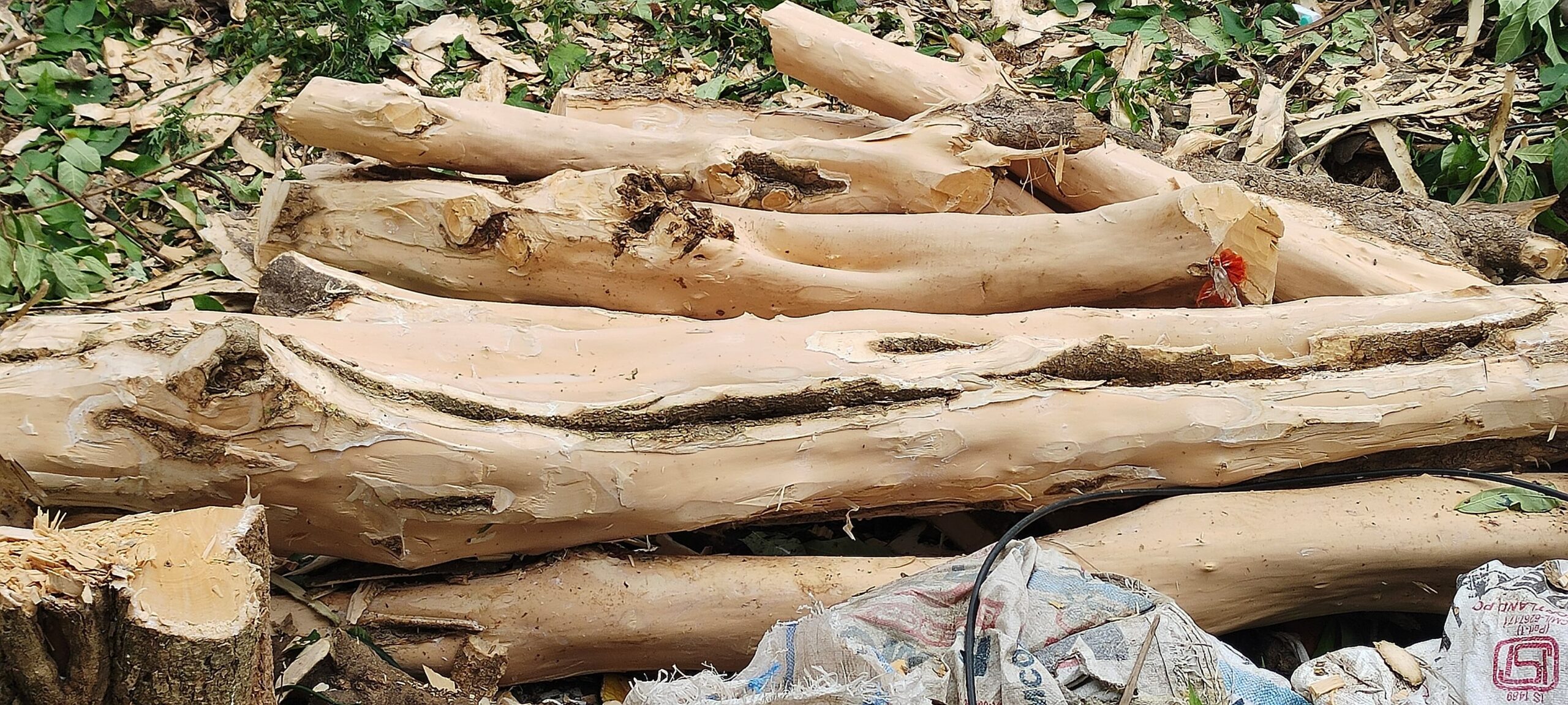 Raw wood used to make Etikoppaka products